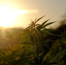 champ de cannabis au couché du soleil