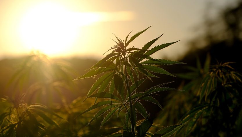 champ de cannabis au couché du soleil
