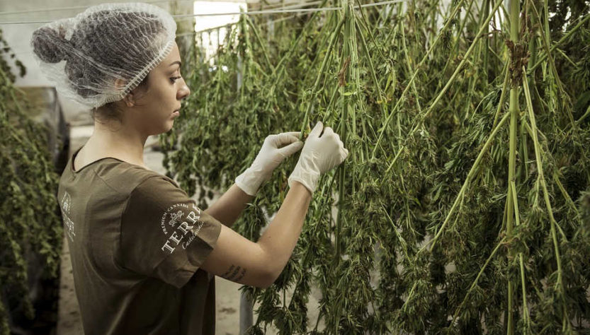 fille qui fait sécher des fleurs de cannabis dans une serre de production