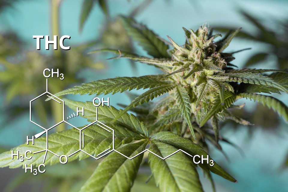 le-thc-c-est-quoi-tout-sur-le-t-trahydrocannabinol-weed-actualit