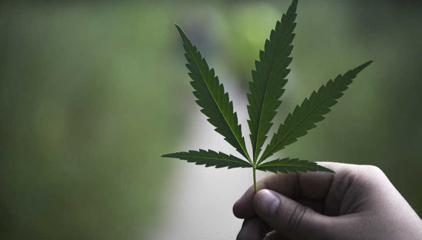 Plus de la moitié des Fraçais sont pour une dépénalisation du Cannabis
