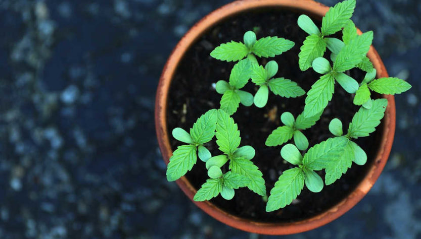 Plant en pot de cannabis