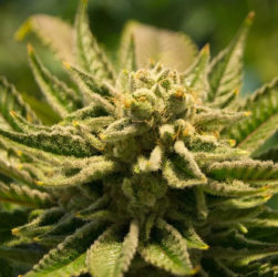 Tilray termine avec succès sa première recolte de cannabis médical