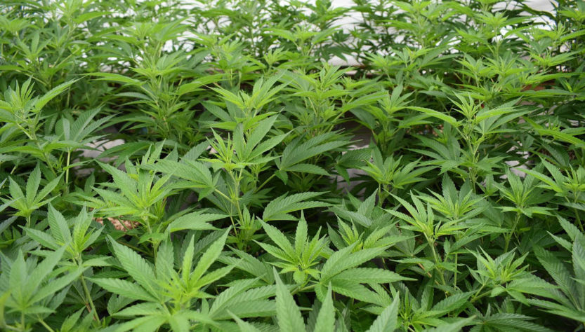 Création d'un comité scientifique temporaire pour la mise en place d'une filière française de production du Cannabis médical