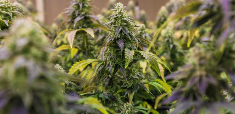 culture de plants de cannabis