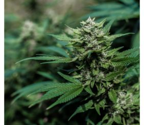 Plantes et fleurs de Cannabis en fond