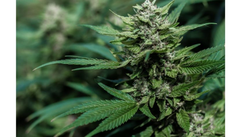 Plantes et fleurs de Cannabis en fond