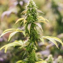 Plants de Cannabis en fleurs