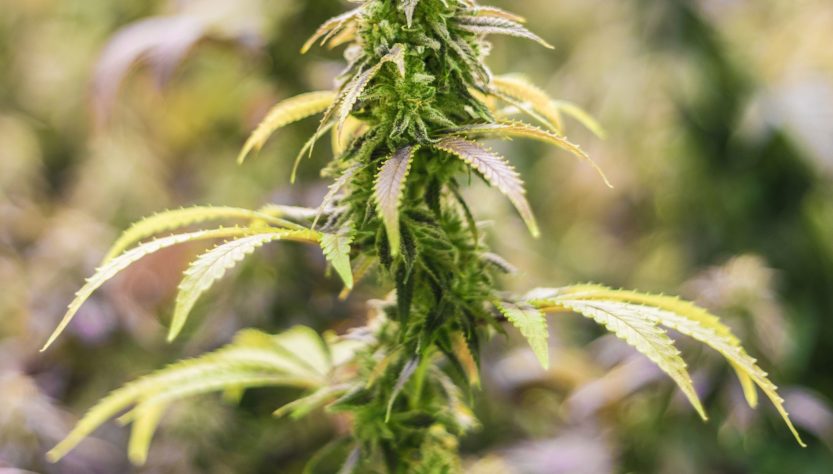 Plants de Cannabis en fleurs